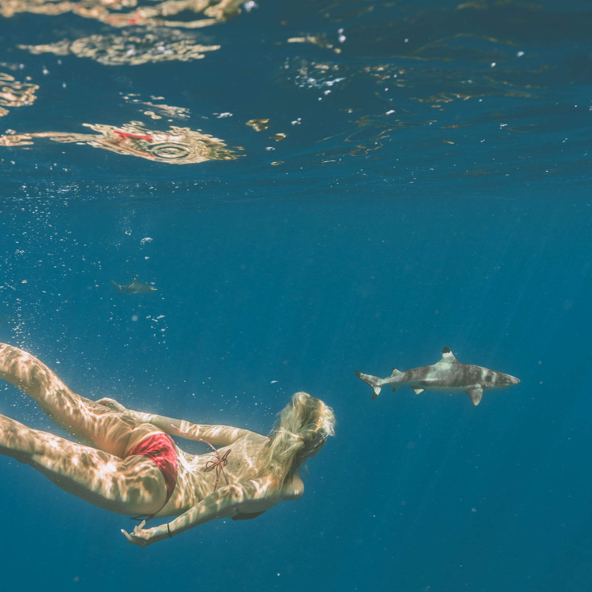 Swimming with sharks in Bora Bora Tahiti for our honeymoon via @finduslost