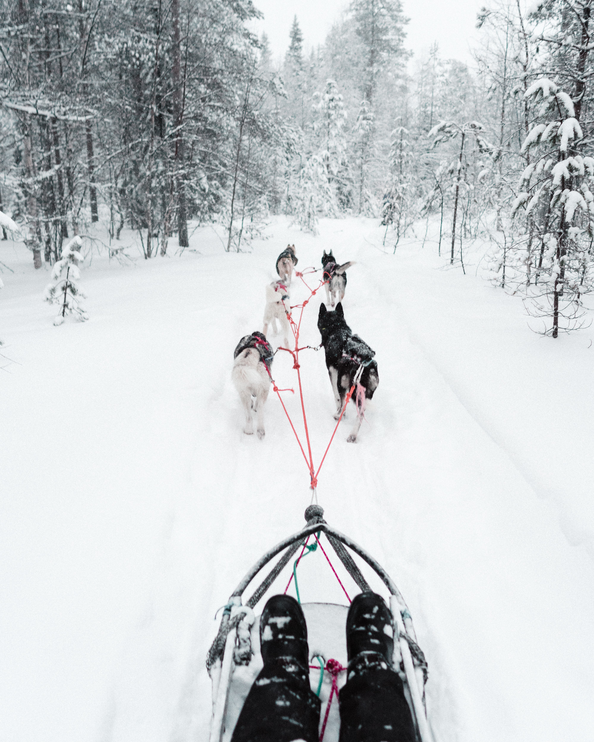 dog sledding husky safari in lapland finland