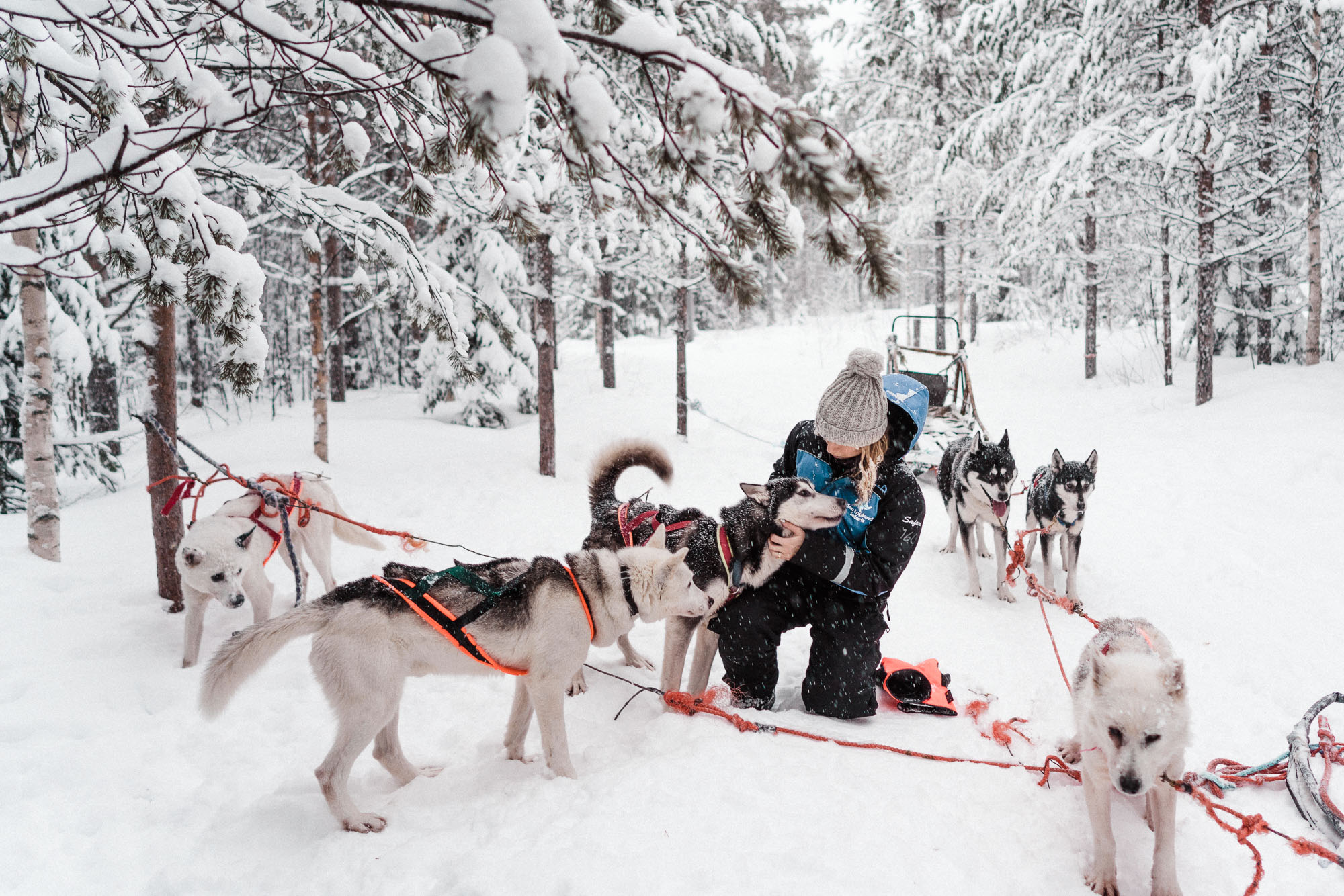 Husky safari dog sledding in Lapland Finland