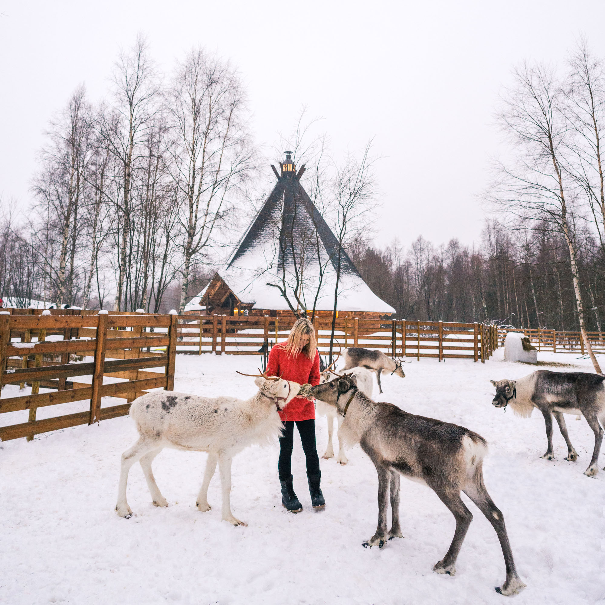 Feeding reindeer in kemi lapland finland