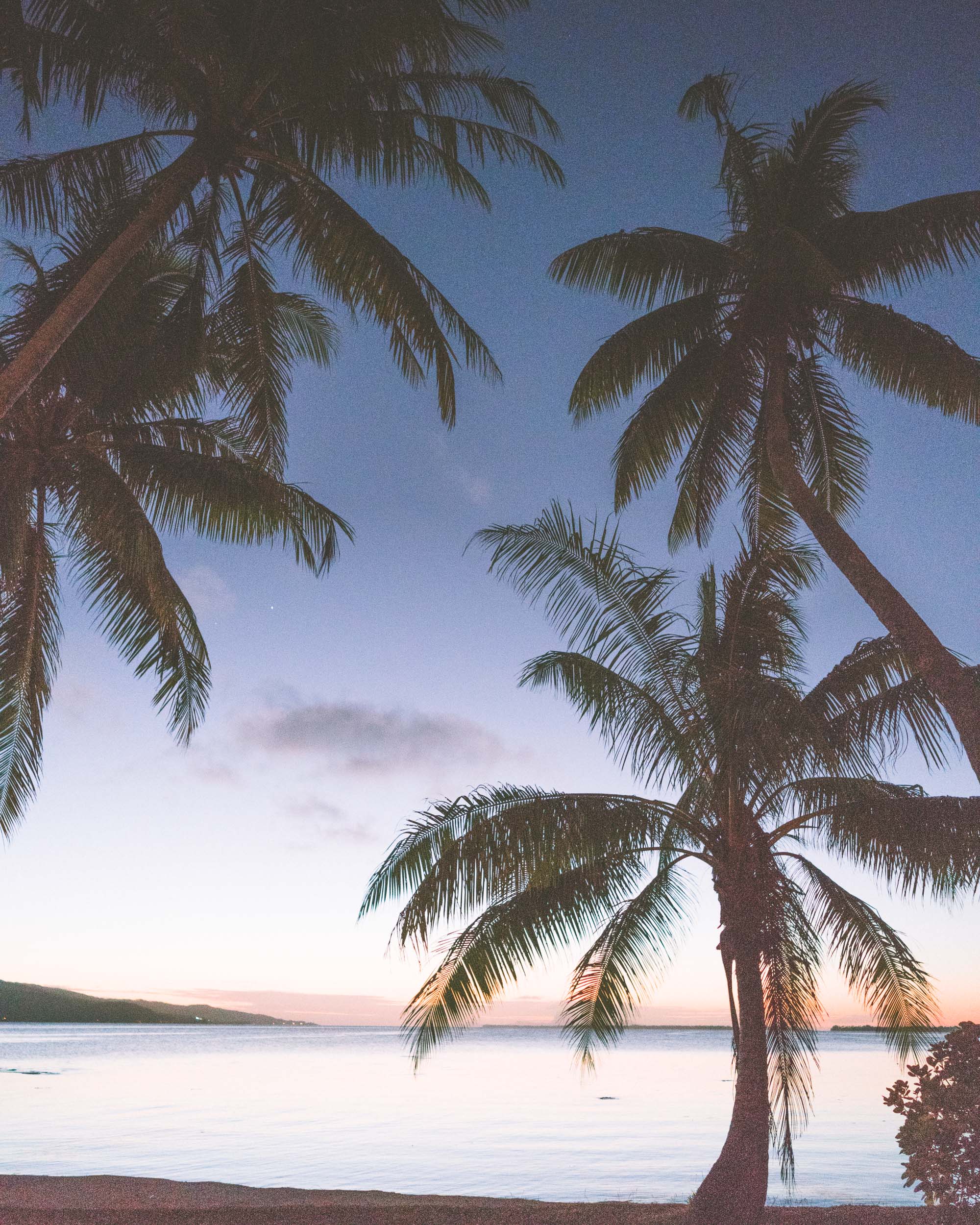 Palm trees at sunset in tahiti french polynesia Find Us Lost