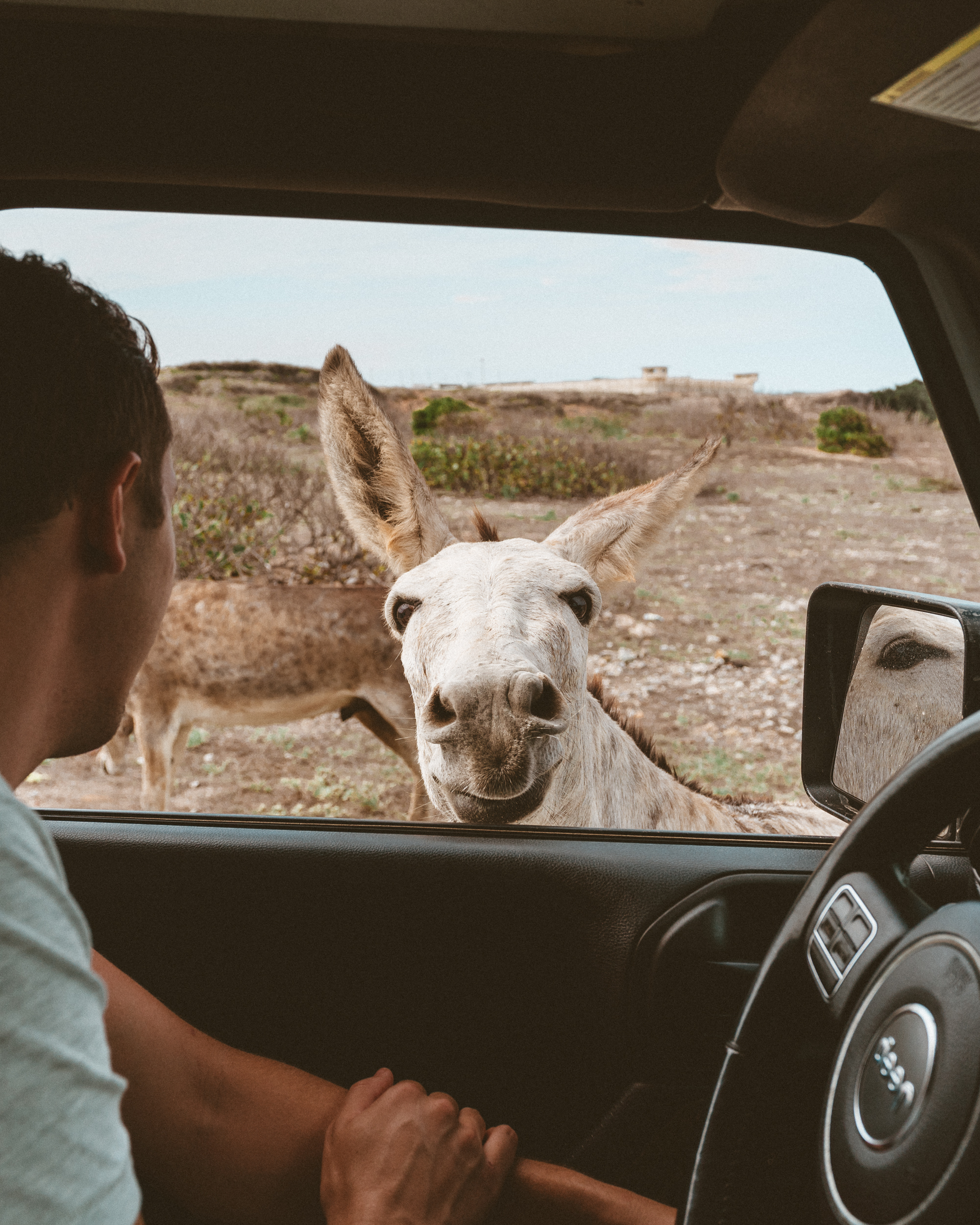 Feeding the donkeys on Aruba island via Find Us Lost
