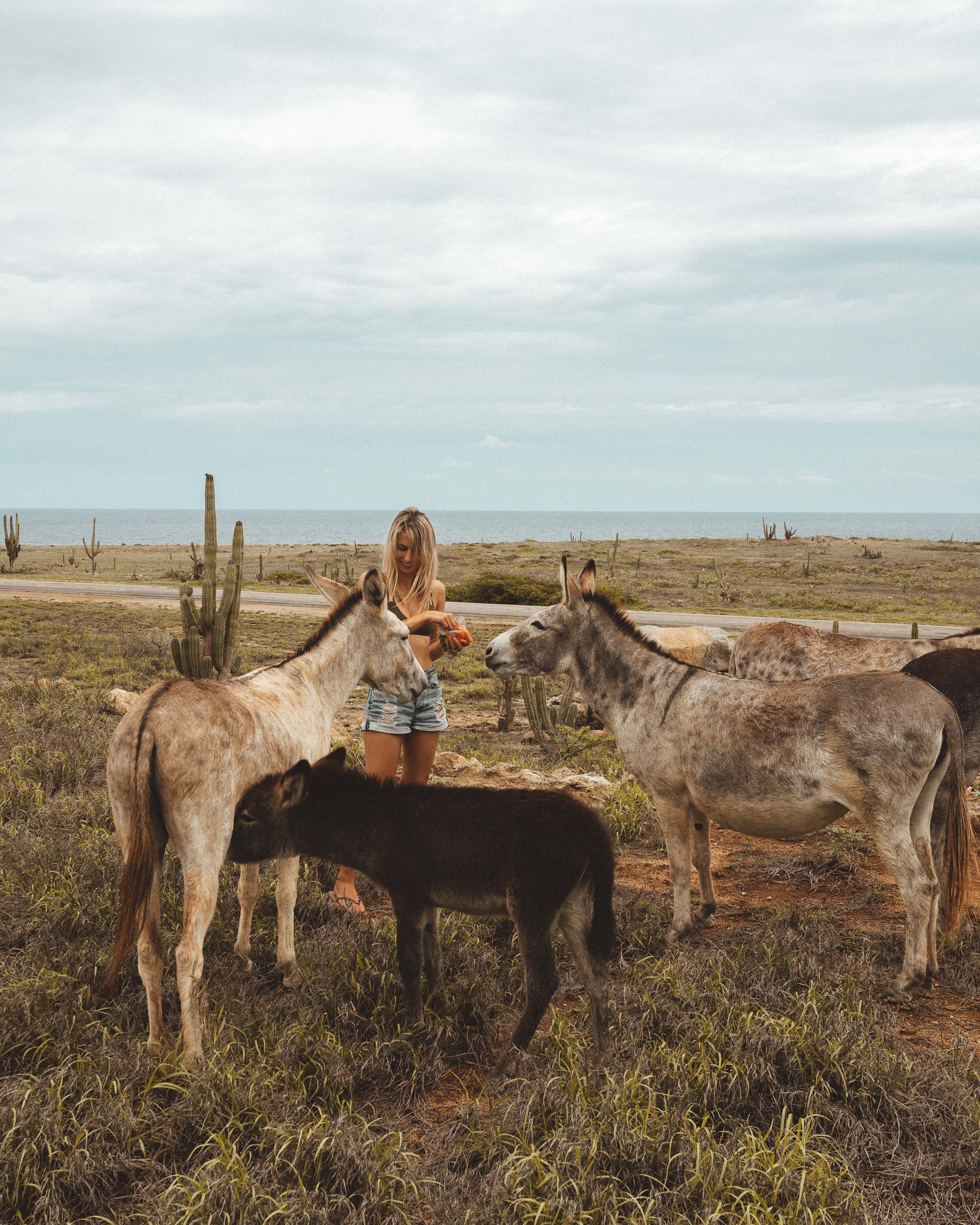 Feeding the donkeys in Aruba island via Find Us Lost