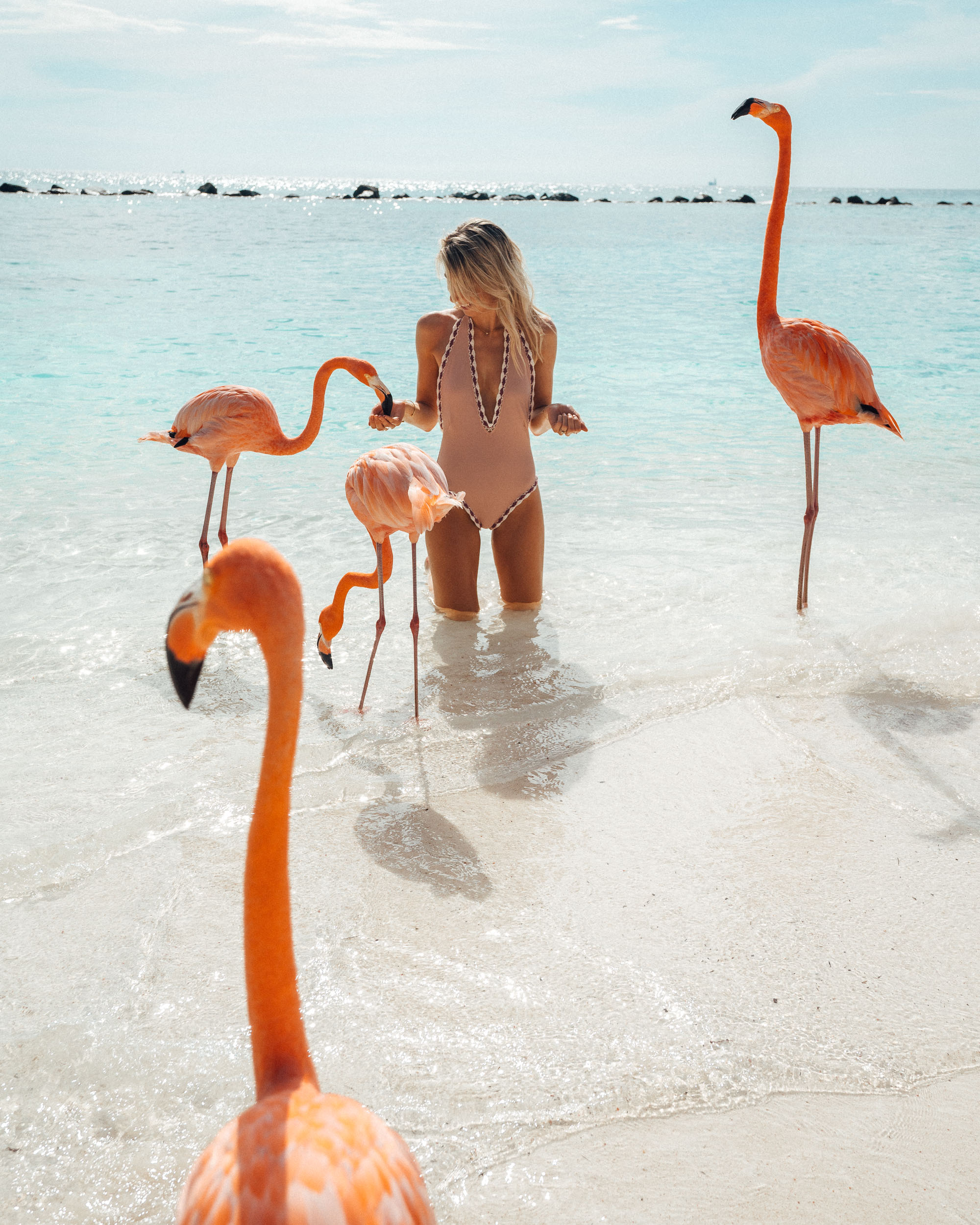 Feeding the flamingos in Aruba via Find Us Lost