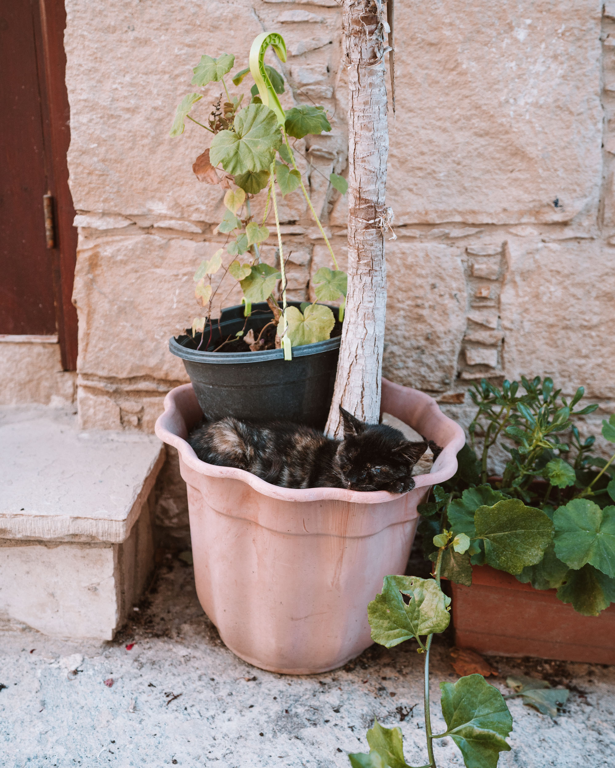 Cat in Odomos Village via @finduslost