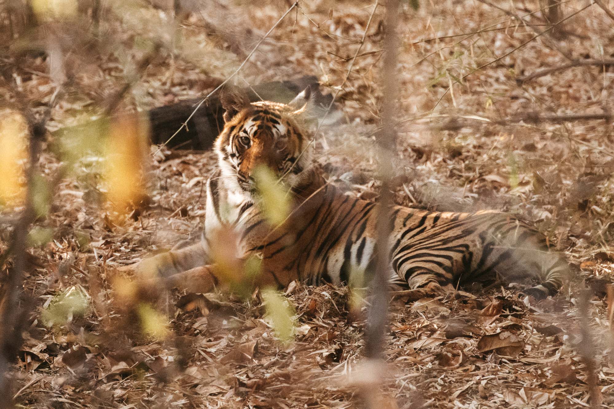 Wild Tiger on Safari in Ranthambore National Park, India via Find Us Lost