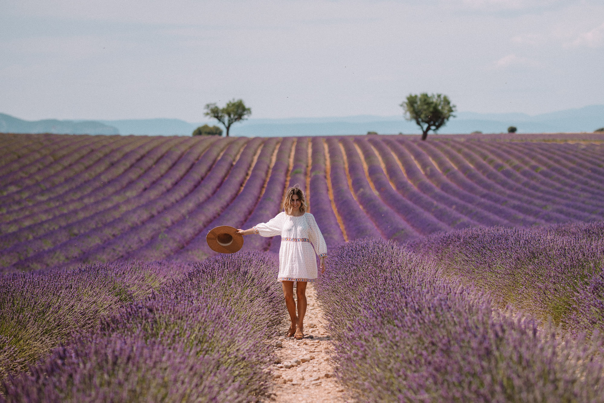 Valensole lavender field with one olive tree in Provence France