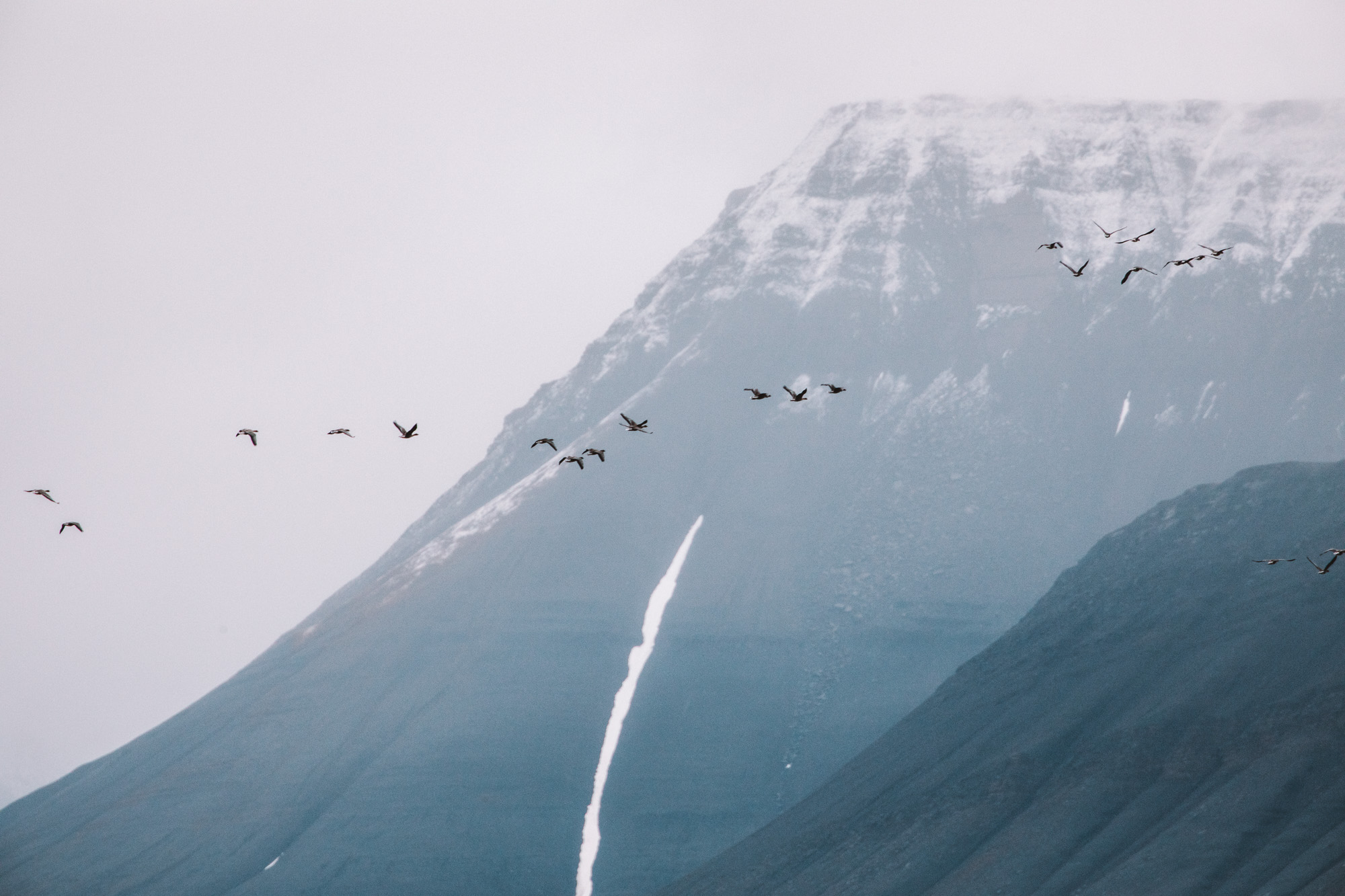 Birds and mountains in Svalbard, Spitsbergen, Norway