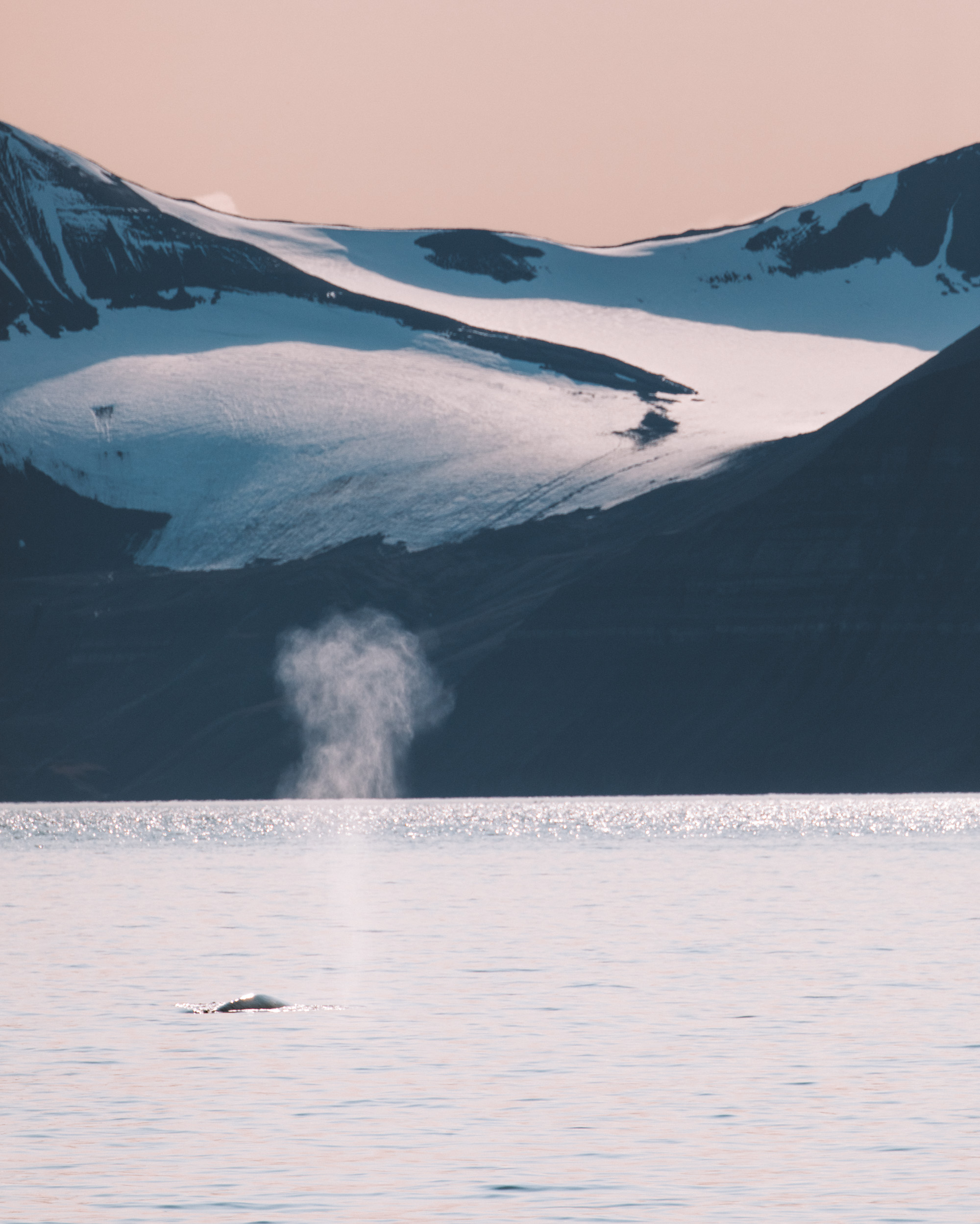 Whales in front of a glacier in Svalbard, Spitsbergen, Norway