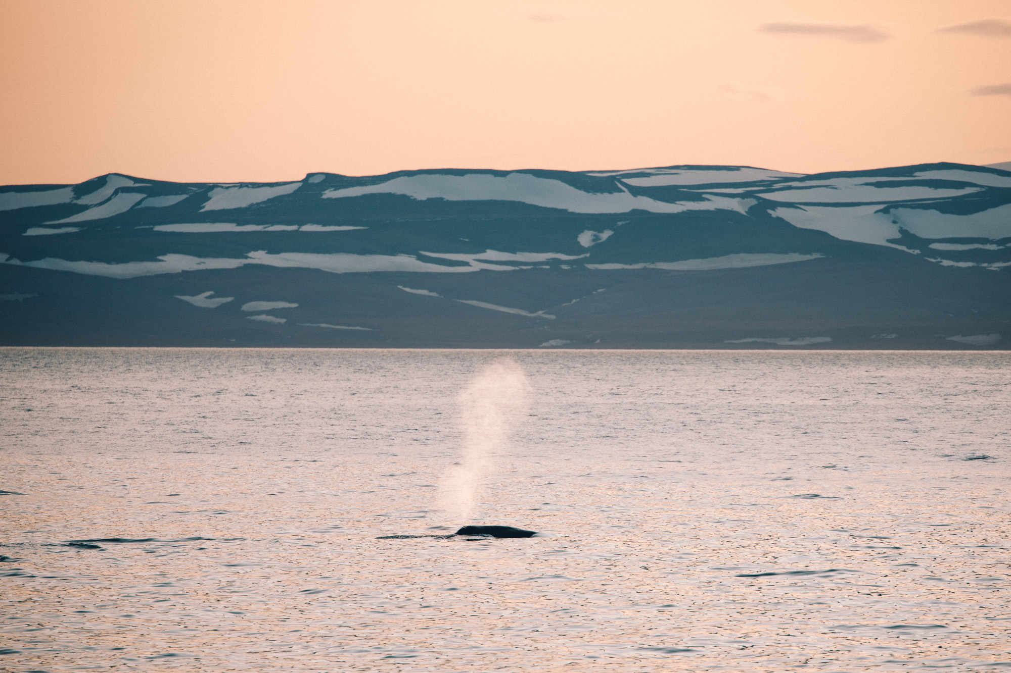 Bowhead whales from our polarquest ship in Spitsbergen, Svalbard, Norway