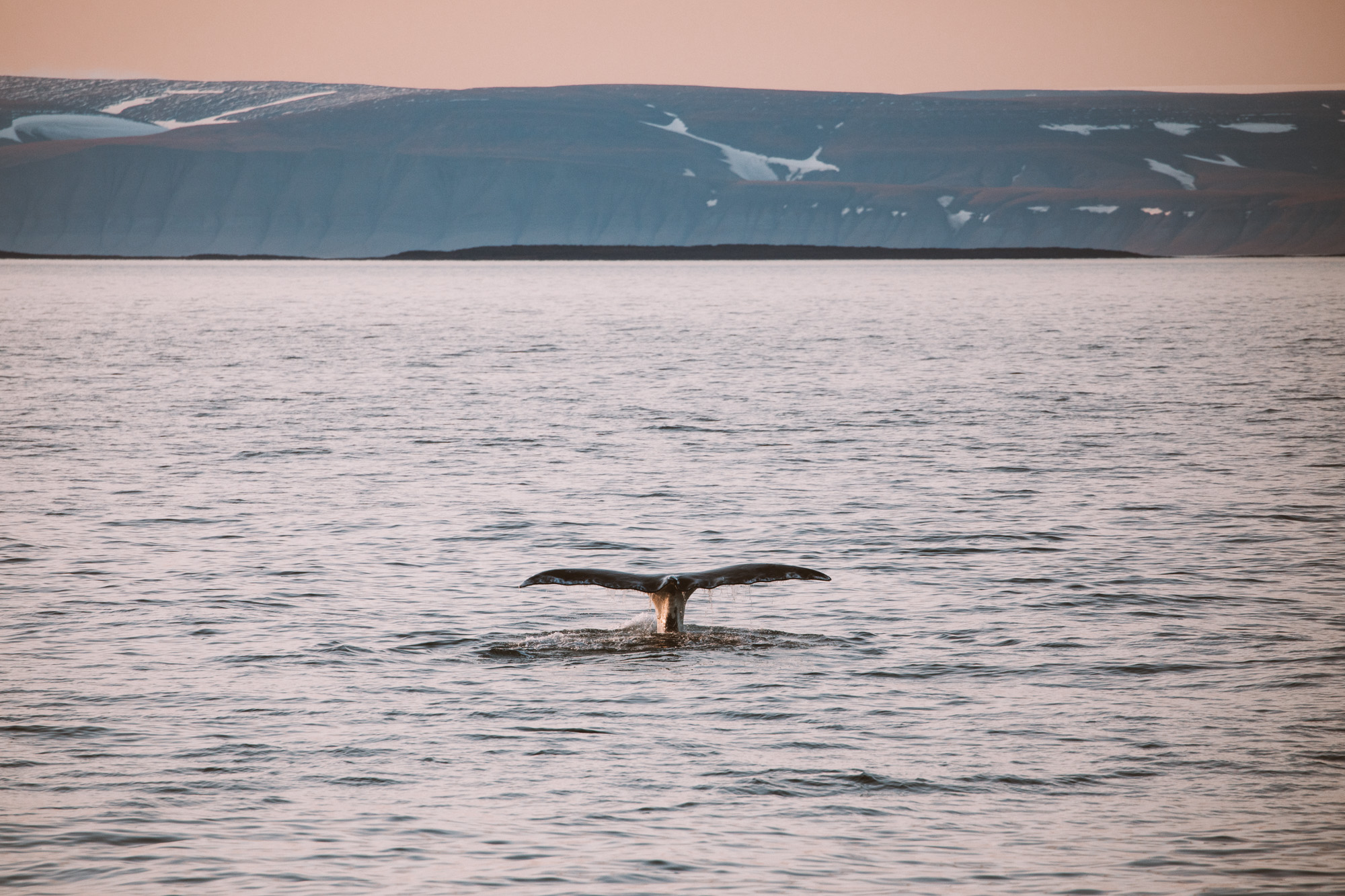Bowhead whales from our polarquest ship in Spitsbergen, Svalbard, Norway