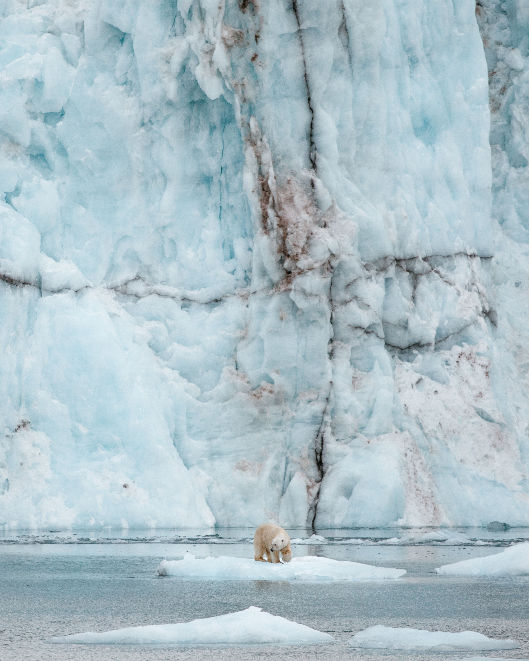 Polar bear on the ice in front of a glacier in Svalbard, Spitsbergen, Norway