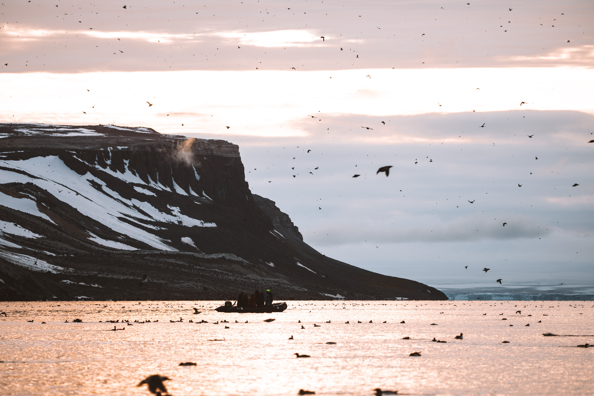 Alkefjellet bird cliffs Lomfjordhalvøya in Ny Friesland at Spitsbergen, Svalbard