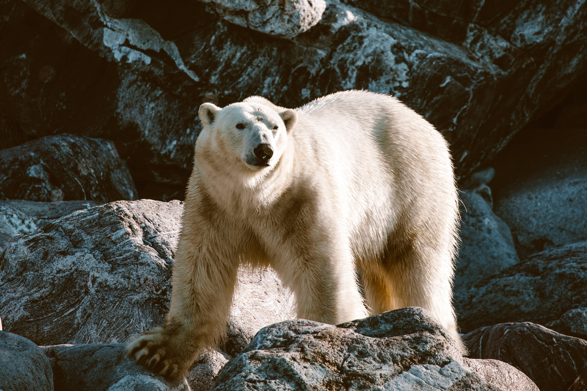 Polar bear near Virgohamna Spitsbergen via Find Us Lost