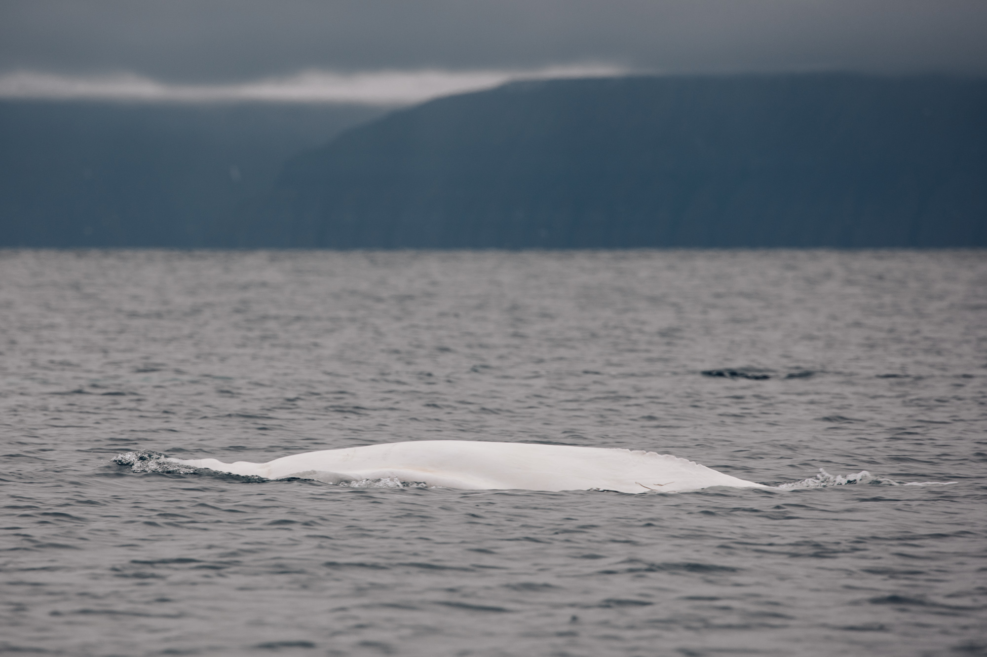 Beluga whales in Svalbard Trygghamna bay