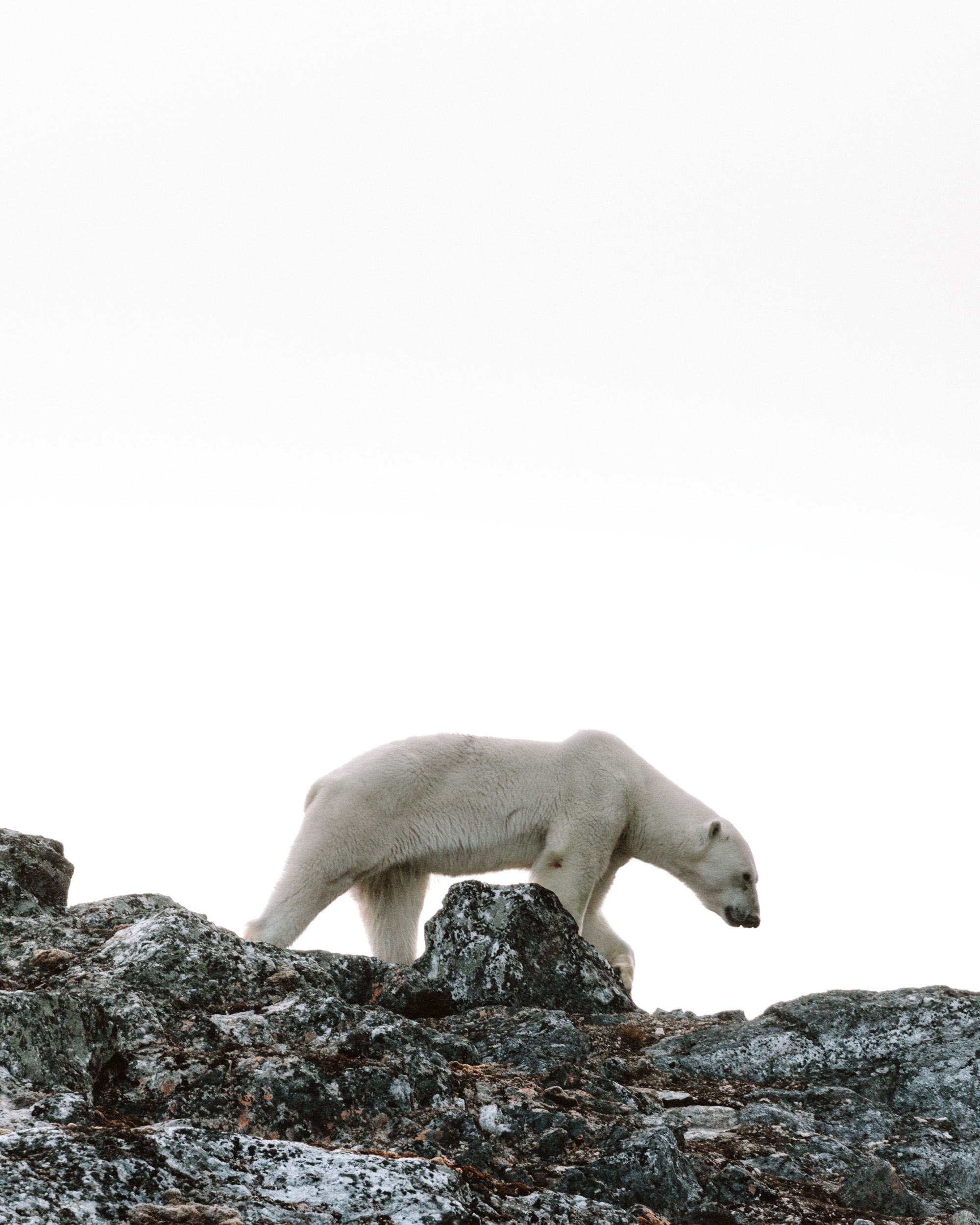 Polar bear in Virgohamna Spitsbergen via Find Us Lost