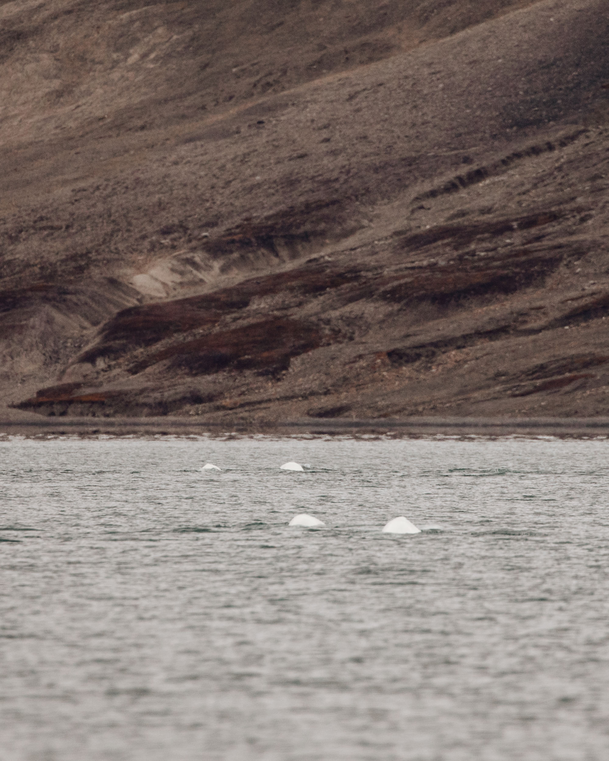 Beluga whales in Svalbard Trygghamna bay