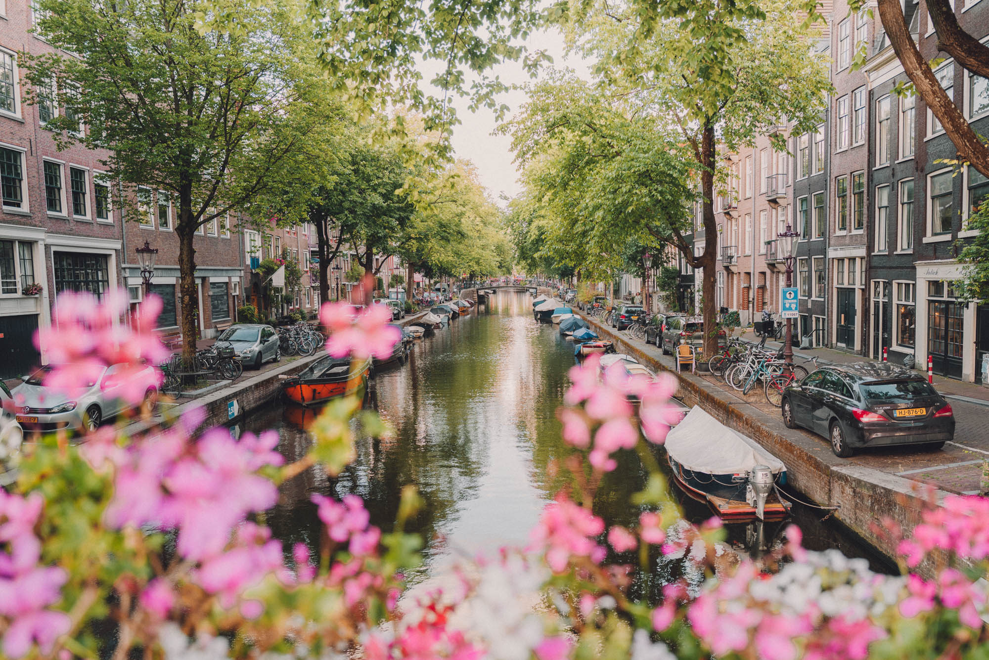 Amsterdam Jordaan in summer with pink flowers on the canals