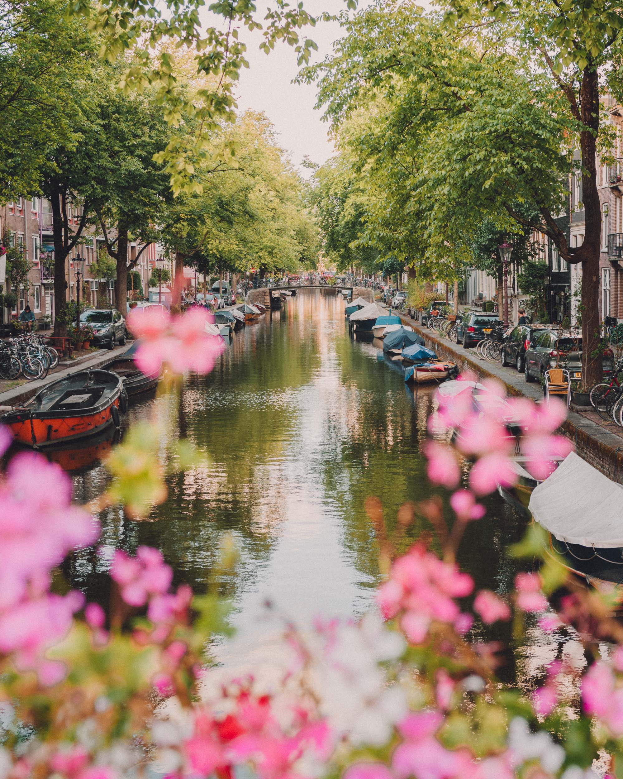 Amsterdam Jordaan in summer with pink flowers on the canals