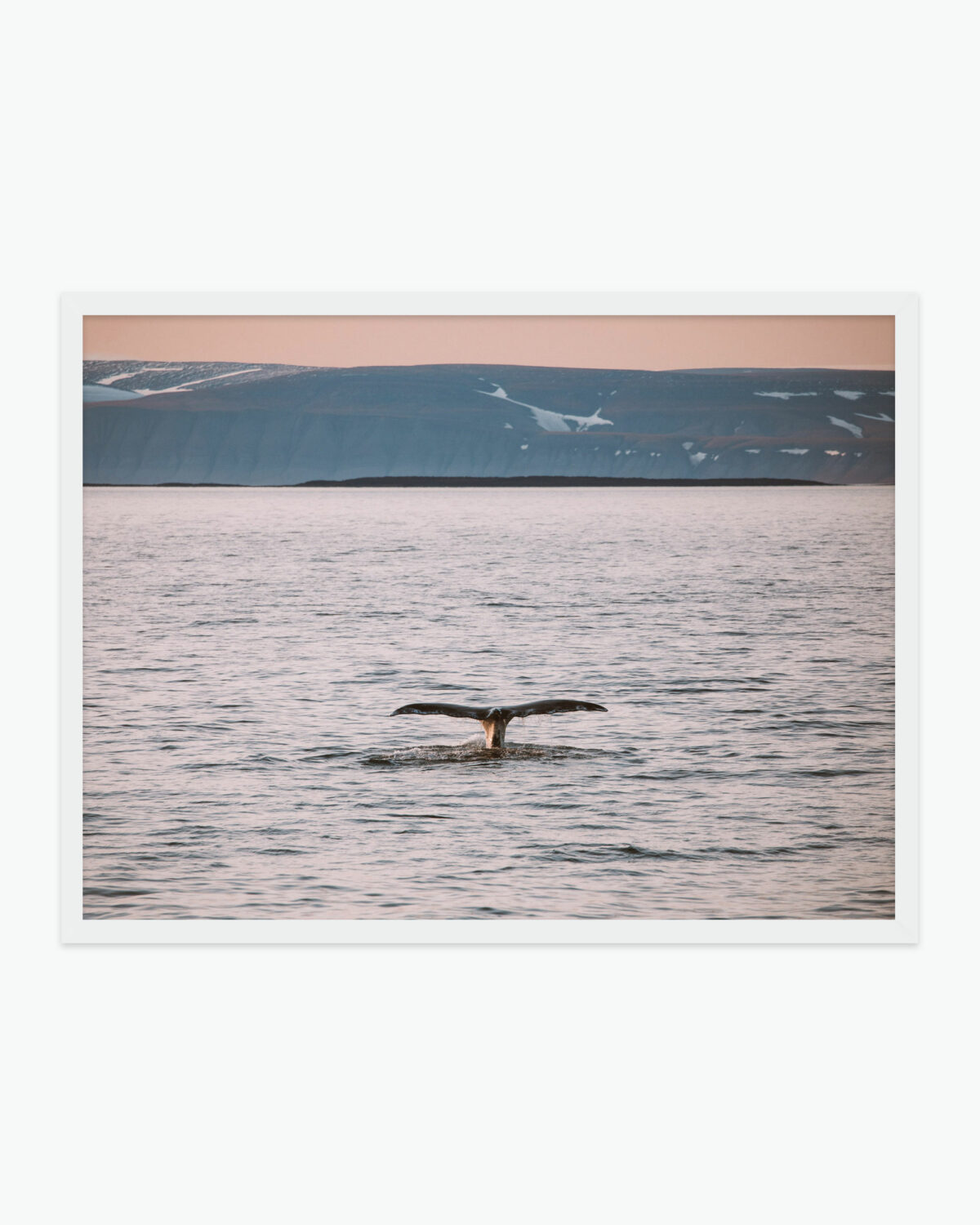 Svalbard Whale Find Us Lost Prints
